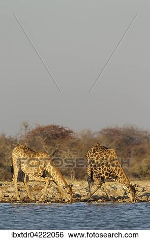 South African giraffes (Giraffa camelopardalis giraffa), female on left and male drinking at waterhole, Etosha National Park, Namibia, Africa View Large Photo Image Stock Photograph - South African giraffes (Giraffa camelopardalis giraffa), female on left and male drinking at waterhole, Etosha National Park, Namibia, Africa. Fotosearch