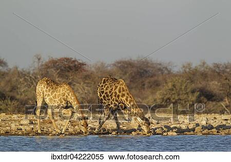 South African giraffes (Giraffa camelopardalis giraffa), female on left and male drinking at waterhole, Etosha National Park, Namibia, Africa View Large Photo Image Stock Photography - South African giraffes (Giraffa camelopardalis giraffa), female on left and male drinking at waterhole, Etosha National Park, Namibia, Africa. Fotosearch