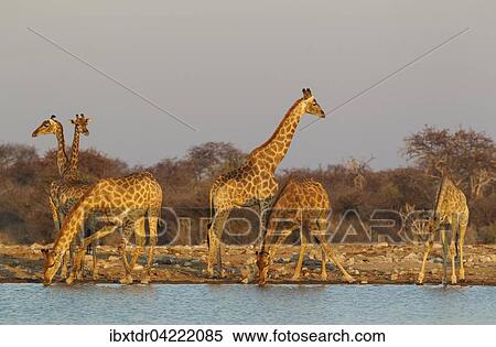 Stock Photography - South African giraffes (Giraffa camelopardalis giraffa) meeting at waterhole, evening light, Etosha National Park, Namibia, Africa. Fotosearch
