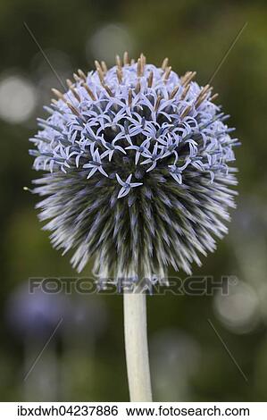 Stock Photograph - Southern globethistle (Echinops ritro), North Rhine-Westphalia, Germany, Europe. Fotosearch