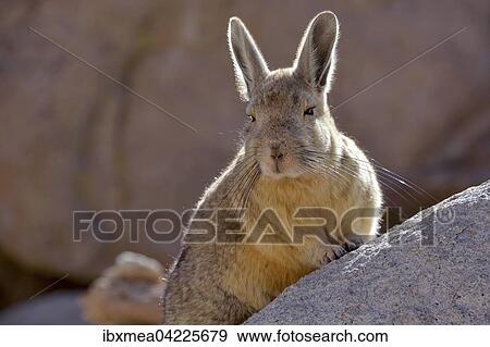 Southern viscacha (Lagidium viscacia) leaning against a rock, backlit, Altiplano, Bolivia, South America View Large Photo Image Stock Photo - Southern viscacha (Lagidium viscacia) leaning against a rock, backlit, Altiplano, Bolivia, South America. Fotosearch