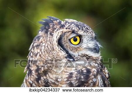 Spotted Eagle-owl (Bubo africanus), portrait, captive View Large Photo Image Stock Photo - Spotted Eagle-owl (Bubo africanus), portrait, captive. Fotosearch