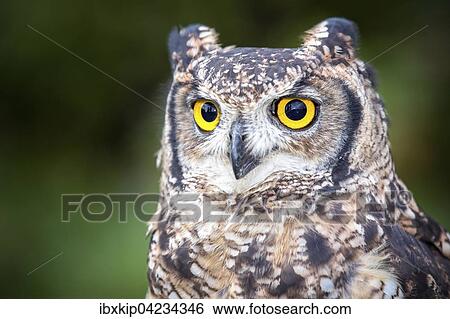 Spotted Eagle-owl (Bubo africanus), portrait, captive View Large Photo Image Stock Photograph - Spotted Eagle-owl (Bubo africanus), portrait, captive. Fotosearch