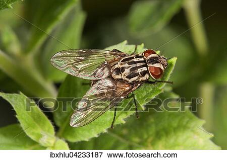 Stock Photo - Spotted housefly (Graphomya maculata) basking, Baden-Wurttemberg, Germany, Europe. Fotosearch