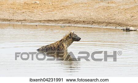 Stock Image - Spotted hyena (Crocuta crocuta) in the water, Etosha National Park, Namibia, Africa. Fotosearch
