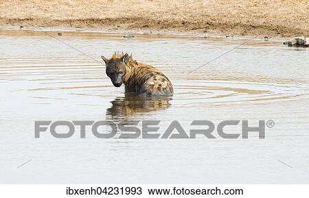 Stock Image - Spotted hyena (Crocuta crocuta) in the water, Etosha National Park, Namibia, Africa. Fotosearch