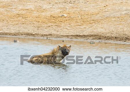 Spotted hyena (Crocuta crocuta) in the water, Etosha National Park, Namibia, Africa View Large Photo Image Stock Image - Spotted hyena (Crocuta crocuta) in the water, Etosha National Park, Namibia, Africa. Fotosearch