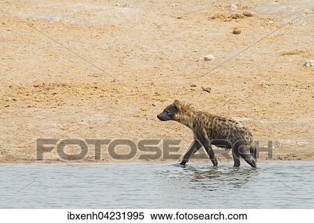 Spotted hyena (Crocuta crocuta) walking in the water, Etosha National Park, Namibia, Africa View Large Photo Image Stock Photography - Spotted hyena (Crocuta crocuta) walking in the water, Etosha National Park, Namibia, Africa. Fotosearch