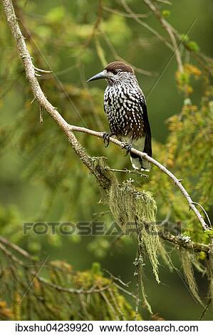 Spotted nutcracker (Nucifraga caryocatactes) sitting on a branch, Canton of Graubunden, Switzerland, Europe View Large Photo Image Stock Image - Spotted nutcracker (Nucifraga caryocatactes) sitting on a branch, Canton of Graubunden, Switzerland, Europe. Fotosearch