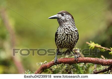 Spotted nutcracker (Nucifraga caryocatactes) sitting on a branch, Canton of Graubunden, Switzerland, Europe View Large Photo Image Stock Photo - Spotted nutcracker (Nucifraga caryocatactes) sitting on a branch, Canton of Graubunden, Switzerland, Europe. Fotosearch