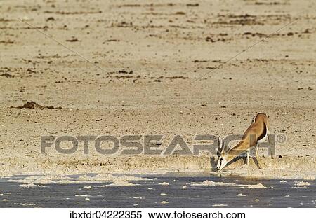Springbok (Antidorcas marsupialis), male, drinking at a waterhole, whitish surroundings due to the bleached calcite soils of Etosha, Etosha National Park, Namibia, Africa View Large Photo Image Stock Photography - Springbok (Antidorcas marsupialis), male, drinking at a waterhole, whitish surroundings due to the bleached calcite soils of Etosha, Etosha National Park, Namibia, Africa. Fotosearch