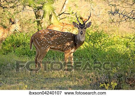 Stock Photo - Sri Lankan axis deer (Axis axis ceylonensis), adult, male, alert, Yala National Park, Sri Lanka, Asia. Fotosearch