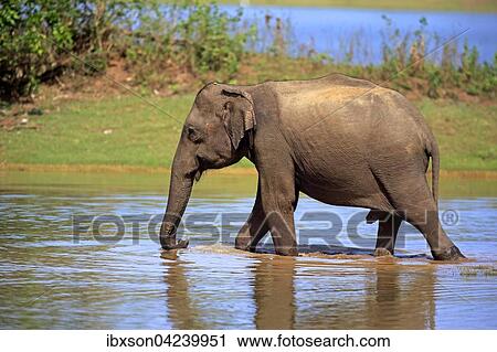 Sri Lankan Elehpant (Elephas maximus maximus), adult male in the water, Udawalawe National Park, Sri Lanka, Asia View Large Photo Image Stock Image - Sri Lankan Elehpant (Elephas maximus maximus), adult male in the water, Udawalawe National Park, Sri Lanka, Asia. Fotosearch