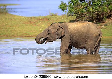 Sri Lankan Elehpant (Elephas maximus maximus), adult male in the water, drinking, Udawalawe National Park, Sri Lanka, Asia View Large Photo Image Stock Image - Sri Lankan Elehpant (Elephas maximus maximus), adult male in the water, drinking, Udawalawe National Park, Sri Lanka, Asia. Fotosearch