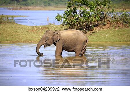 Sri Lankan Elehpant (Elephas maximus maximus), adult male in the water, drinking, Udawalawe National Park, Sri Lanka, Asia View Large Photo Image Stock Image - Sri Lankan Elehpant (Elephas maximus maximus), adult male in the water, drinking, Udawalawe National Park, Sri Lanka, Asia. Fotosearch