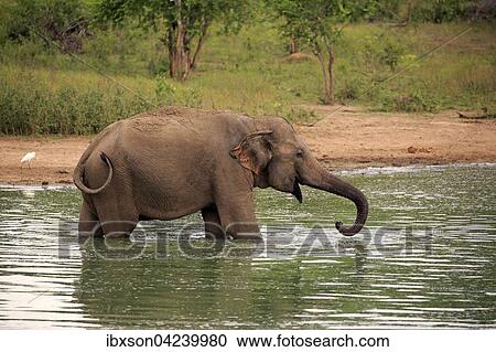 Stock Image - Sri Lankan Elehpant (Elephas maximus maximus), adult male in the water, drinking, Udawalawe National Park, Sri Lanka, Asia. Fotosearch