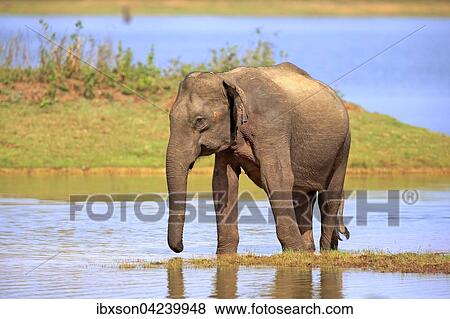 Sri Lankan Elehpant (Elephas maximus maximus), adult male in the water, Udawalawe National Park, Sri Lanka, Asia View Large Photo Image Stock Photo - Sri Lankan Elehpant (Elephas maximus maximus), adult male in the water, Udawalawe National Park, Sri Lanka, Asia. Fotosearch