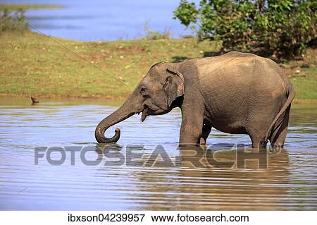 Sri Lankan Elehpant (Elephas maximus maximus), adult male in the water, drinking, Udawalawe National Park, Sri Lanka, Asia View Large Photo Image Stock Photo - Sri Lankan Elehpant (Elephas maximus maximus), adult male in the water, drinking, Udawalawe National Park, Sri Lanka, Asia. Fotosearch