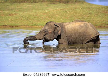 Sri Lankan Elehpant (Elephas maximus maximus), adult male in the water, drinking, Udawalawe National Park, Sri Lanka, Asia View Large Photo Image Stock Photo - Sri Lankan Elehpant (Elephas maximus maximus), adult male in the water, drinking, Udawalawe National Park, Sri Lanka, Asia. Fotosearch