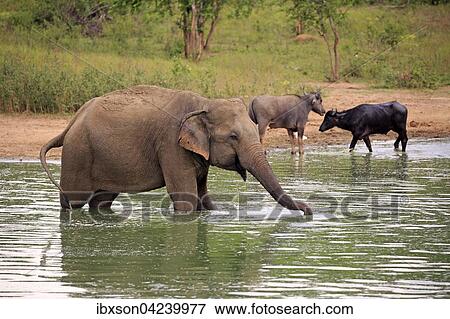 Sri Lankan Elehpant (Elephas maximus maximus), adult male in the water, drinking, Udawalawe National Park, Sri Lanka, Asia View Large Photo Image Stock Photo - Sri Lankan Elehpant (Elephas maximus maximus), adult male in the water, drinking, Udawalawe National Park, Sri Lanka, Asia. Fotosearch
