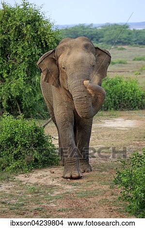 Sri Lankan elephant (Elephas maximus maximus), male, Bundala National Park, Sri Lanka, Asia View Large Photo Image Picture - Sri Lankan elephant (Elephas maximus maximus), male, Bundala National Park, Sri Lanka, Asia. Fotosearch