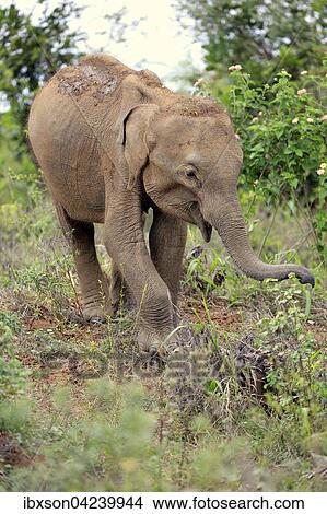 Sri Lankan Elephant (Elephas maximus maximus), calf, foraging, Udawalawe National Park, Sri Lanka, Asia View Large Photo Image Picture - Sri Lankan Elephant (Elephas maximus maximus), calf, foraging, Udawalawe National Park, Sri Lanka, Asia. Fotosearch