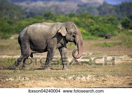 Sri Lankan Elephant (Elephas maximus maximus), adult male, foraging, Yala National Park, Sri Lanka, Asia View Large Photo Image Picture - Sri Lankan Elephant (Elephas maximus maximus), adult male, foraging, Yala National Park, Sri Lanka, Asia. Fotosearch
