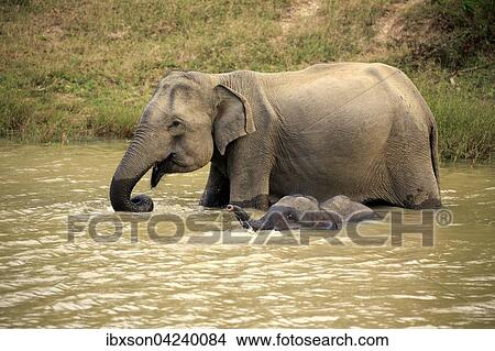 Sri Lankan elephant (Elephas maximus maximus), mother with calf in water, drinking, Yala National Park, Sri Lanka, Asia View Large Photo Image Picture - Sri Lankan elephant (Elephas maximus maximus), mother with calf in water, drinking, Yala National Park, Sri Lanka, Asia. Fotosearch