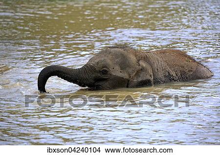 Sri Lankan elephant (Elephas maximus maximus), calf crossing water with raised trunk, Yala National Park, Sri Lanka, Asia View Large Photo Image Picture - Sri Lankan elephant (Elephas maximus maximus), calf crossing water with raised trunk, Yala National Park, Sri Lanka, Asia. Fotosearch