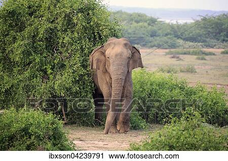 Sri Lankan elephant (Elephas maximus maximus), male, foraging, Bundala National Park, Sri Lanka, Asia View Large Photo Image Stock Image - Sri Lankan elephant (Elephas maximus maximus), male, foraging, Bundala National Park, Sri Lanka, Asia. Fotosearch