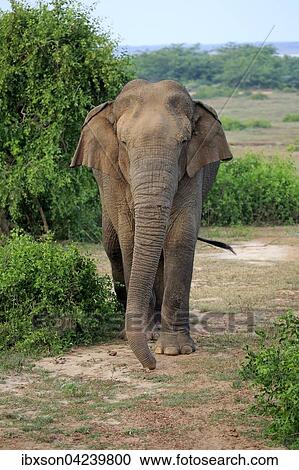 Sri Lankan elephant (Elephas maximus maximus), male, foraging, Bundala National Park, Sri Lanka, Asia View Large Photo Image Stock Image - Sri Lankan elephant (Elephas maximus maximus), male, foraging, Bundala National Park, Sri Lanka, Asia. Fotosearch