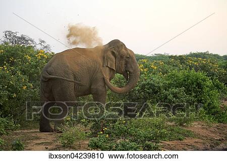 Sri Lankan elephant (Elephas maximus maximus), adult male taking dust bath, Bundala National Park, Sri Lanka, Asia View Large Photo Image Stock Image - Sri Lankan elephant (Elephas maximus maximus), adult male taking dust bath, Bundala National Park, Sri Lanka, Asia. Fotosearch
