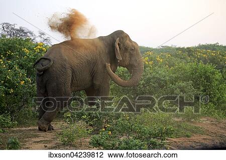 Sri Lankan elephant (Elephas maximus maximus), adult male taking dust bath, Bundala National Park, Sri Lanka, Asia View Large Photo Image Stock Image - Sri Lankan elephant (Elephas maximus maximus), adult male taking dust bath, Bundala National Park, Sri Lanka, Asia. Fotosearch