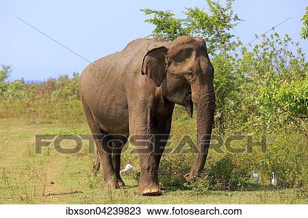 Sri Lankan elephant (Elephas maximus maximus), adult, male, eating, Udawalawe National Park, Sri Lanka, Asia View Large Photo Image Stock Image - Sri Lankan elephant (Elephas maximus maximus), adult, male, eating, Udawalawe National Park, Sri Lanka, Asia. Fotosearch