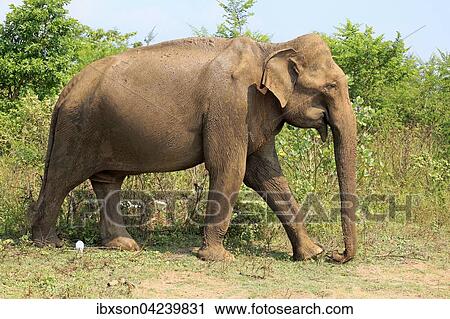 Sri Lankan elephant (Elephas maximus maximus), adult, male, foraging, Udawalawe National Park, Sri Lanka, Asia View Large Photo Image Stock Image - Sri Lankan elephant (Elephas maximus maximus), adult, male, foraging, Udawalawe National Park, Sri Lanka, Asia. Fotosearch