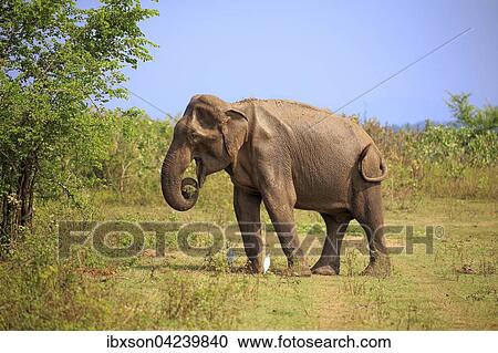 Sri Lankan elephant (Elephas maximus maximus), adult, male, eating, Udawalawe National Park, Sri Lanka, Asia View Large Photo Image Stock Image - Sri Lankan elephant (Elephas maximus maximus), adult, male, eating, Udawalawe National Park, Sri Lanka, Asia. Fotosearch