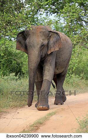 Sri Lankan elephant (Elephas maximus maximus), adult, male, walking, Udawalawe National Park, Sri Lanka, Asia View Large Photo Image Stock Image - Sri Lankan elephant (Elephas maximus maximus), adult, male, walking, Udawalawe National Park, Sri Lanka, Asia. Fotosearch
