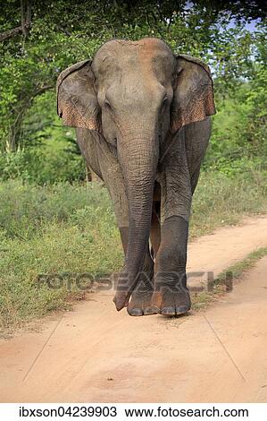 Sri Lankan elephant (Elephas maximus maximus), adult, male, walking, Udawalawe National Park, Sri Lanka, Asia View Large Photo Image Stock Image - Sri Lankan elephant (Elephas maximus maximus), adult, male, walking, Udawalawe National Park, Sri Lanka, Asia. Fotosearch