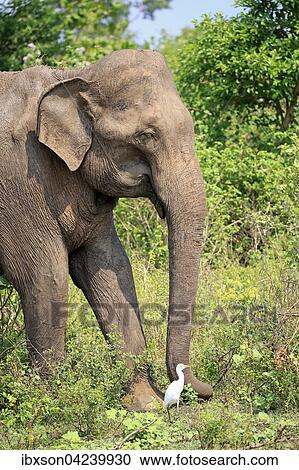 Sri Lankan elephant (Elephas maximus maximus), adult, male, foraging, Udawalawe National Park, Sri Lanka, Asia View Large Photo Image Stock Image - Sri Lankan elephant (Elephas maximus maximus), adult, male, foraging, Udawalawe National Park, Sri Lanka, Asia. Fotosearch