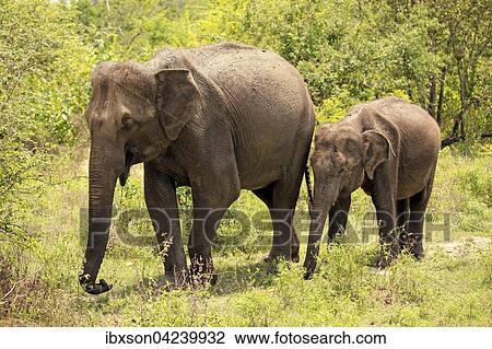 Sri Lankan elephant (Elephas maximus maximus), two siblings, foraging, Udawalawe National Park, Sri Lanka, Asia View Large Photo Image Stock Image - Sri Lankan elephant (Elephas maximus maximus), two siblings, foraging, Udawalawe National Park, Sri Lanka, Asia. Fotosearch