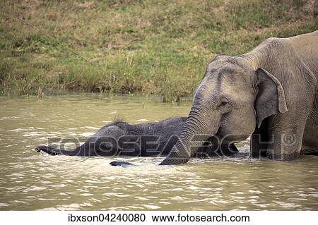 Sri Lankan elephant (Elephas maximus maximus), mother with calf in water, drinking, Yala National Park, Sri Lanka, Asia View Large Photo Image Stock Image - Sri Lankan elephant (Elephas maximus maximus), mother with calf in water, drinking, Yala National Park, Sri Lanka, Asia. Fotosearch