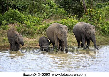 Sri Lankan elephant (Elephas maximus maximus), small group, mother with calves at water, drinking, Yala National Park, Sri Lanka, Asia View Large Photo Image Stock Image - Sri Lankan elephant (Elephas maximus maximus), small group, mother with calves at water, drinking, Yala National Park, Sri Lanka, Asia. Fotosearch