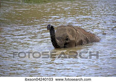 Sri Lankan elephant (Elephas maximus maximus), calf crossing water with raised trunk, Yala National Park, Sri Lanka, Asia View Large Photo Image Stock Image - Sri Lankan elephant (Elephas maximus maximus), calf crossing water with raised trunk, Yala National Park, Sri Lanka, Asia. Fotosearch