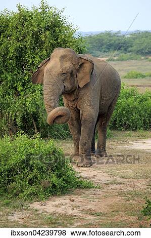 Sri Lankan elephant (Elephas maximus maximus), male, foraging, Bundala National Park, Sri Lanka, Asia View Large Photo Image Stock Photo - Sri Lankan elephant (Elephas maximus maximus), male, foraging, Bundala National Park, Sri Lanka, Asia. Fotosearch