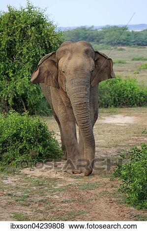 Sri Lankan elephant (Elephas maximus maximus), male, foraging, Bundala National Park, Sri Lanka, Asia View Large Photo Image Stock Photo - Sri Lankan elephant (Elephas maximus maximus), male, foraging, Bundala National Park, Sri Lanka, Asia. Fotosearch