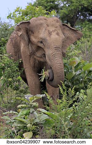 Stock Photo - Sri Lankan elephant (Elephas maximus maximus), adult, male, eating, Udawalawe National Park, Sri Lanka, Asia. Fotosearch