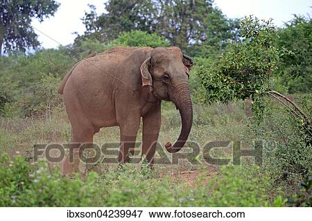 Sri Lankan elephant (Elephas maximus maximus), adult male taking dust bath, Bundala National Park, Sri Lanka, Asia View Large Photo Image Stock Photo - Sri Lankan elephant (Elephas maximus maximus), adult male taking dust bath, Bundala National Park, Sri Lanka, Asia. Fotosearch