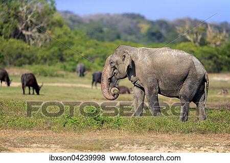 Sri Lankan Elephant (Elephas maximus maximus), adult male, eating, Yala National Park, Sri Lanka, Asia View Large Photo Image Stock Photo - Sri Lankan Elephant (Elephas maximus maximus), adult male, eating, Yala National Park, Sri Lanka, Asia. Fotosearch