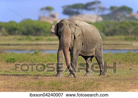 Sri Lankan Elephant (Elephas maximus maximus), adult male, foraging, Yala National Park, Sri Lanka, Asia View Large Photo Image Stock Photo - Sri Lankan Elephant (Elephas maximus maximus), adult male, foraging, Yala National Park, Sri Lanka, Asia. Fotosearch