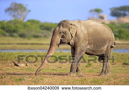 Sri Lankan Elephant (Elephas maximus maximus), adult male, foraging, Yala National Park, Sri Lanka, Asia View Large Photo Image Stock Photo - Sri Lankan Elephant (Elephas maximus maximus), adult male, foraging, Yala National Park, Sri Lanka, Asia. Fotosearch
